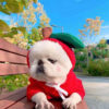 1623555230825.jpg Cute Fruit Dog Hoodie – Winter Warm Fleece Clothes for Small Dogs, Puppies & Cats
