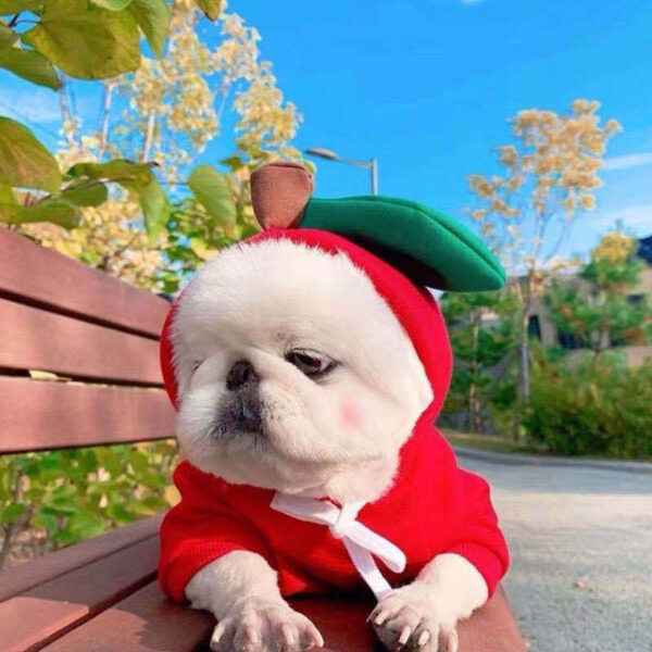 1623555230825.jpg Cute Fruit Dog Hoodie – Winter Warm Fleece Clothes for Small Dogs, Puppies & Cats
