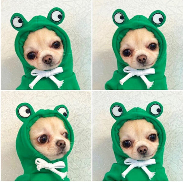 1623555231135.jpg Cute Fruit Dog Hoodie – Winter Warm Fleece Clothes for Small Dogs, Puppies & Cats