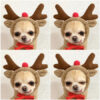1623555242019.jpg Cute Fruit Dog Hoodie – Winter Warm Fleece Clothes for Small Dogs, Puppies & Cats