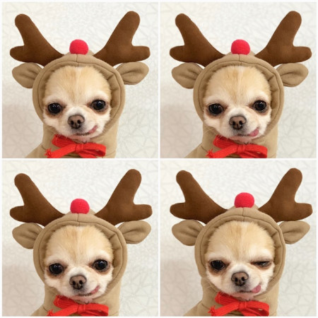 1623555242019.jpg Cute Fruit Dog Hoodie – Winter Warm Fleece Clothes for Small Dogs, Puppies & Cats